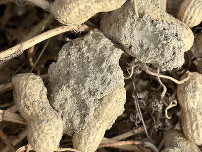 Soil in pods after digging