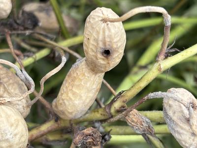 Rootworm damage