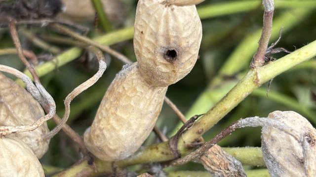 Rootworm damage
