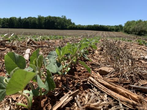 early soybeans at ground level