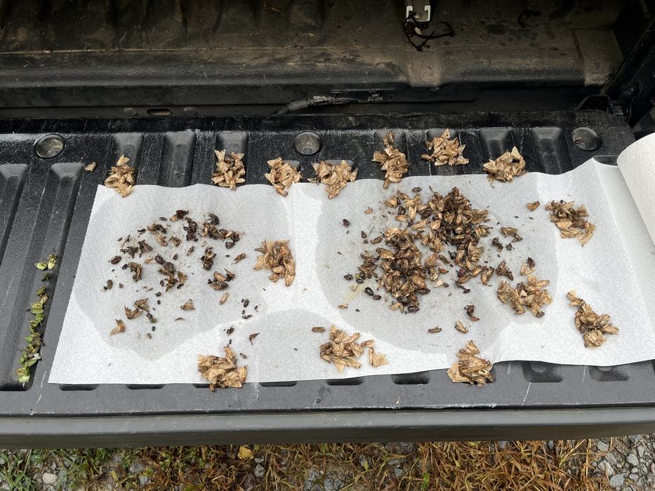 corn earworm moths