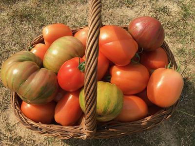 A harvest basket full of different types of tomatoes