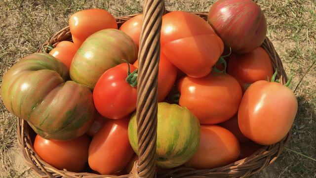 A harvest basket full of different types of tomatoes