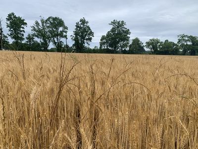 Mature Italian ryegrass in Wheat.