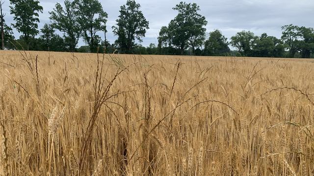 Mature Italian ryegrass in Wheat.