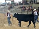 4-H kids showing cows, audience watching