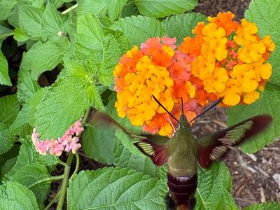 hummingbird moth on orange Lantana flower