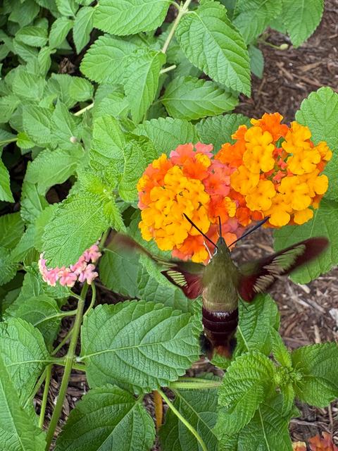 hummingbird moth on orange Lantana flower