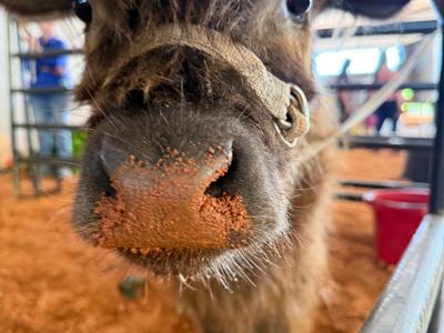 An extreme close-up of a fluffy brown calf's face. The calf has a halter on and a patch of red dirt on its nose.