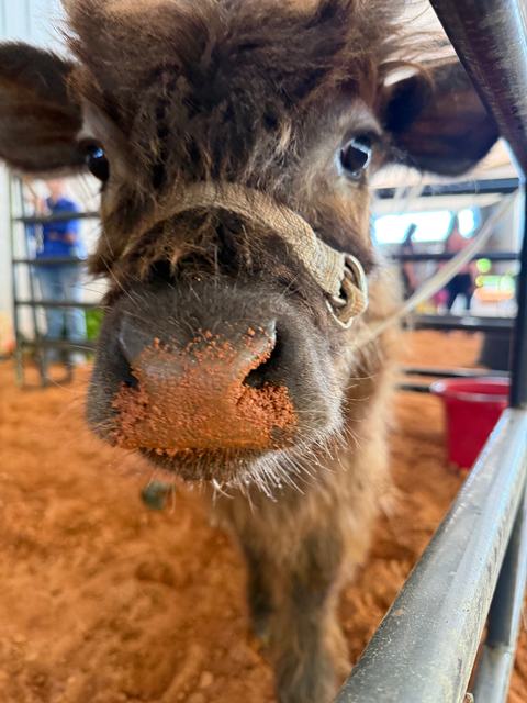 An extreme close-up of a fluffy brown calf's face. The calf has a halter on and a patch of red dirt on its nose.