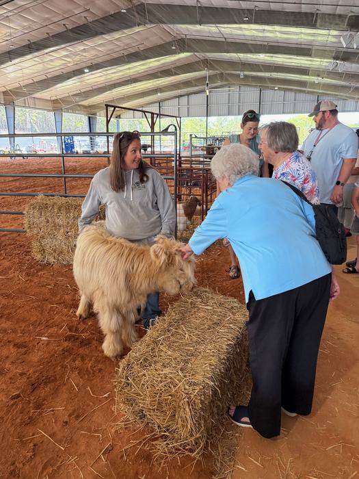 Inside a large arena with dirt flooring, a woman in a grey hoodie stands with a fluffy, tan Highland calf. An elderly woman in a light blue shirt reaches out to pet the calf’s head near a hay bale, while other visitors watch from the background.