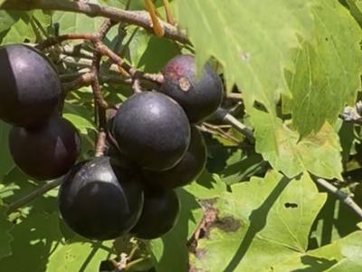 Muscadine grapes on a vine
