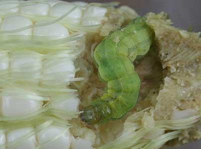 corn earworm