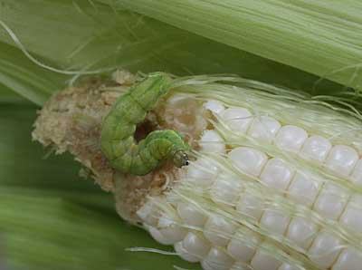 corn earworm