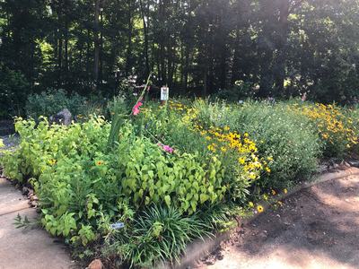 Photo of the Shanklin Library Garden in bloom