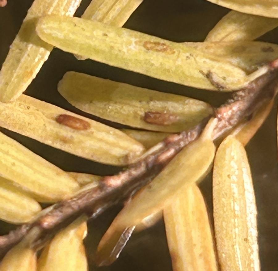 hemlock elongate scale insect on a leaf