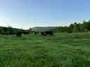 Cattle Grazing on Lush Green Grass in a Pasture Behind a Temporary Fence.