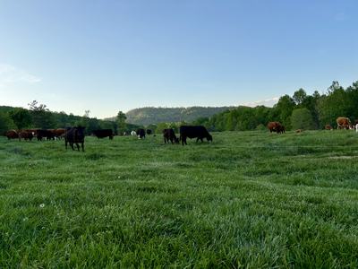 Cattle Grazing on Lush Green Grass in a Pasture Behind a Temporary Fence.