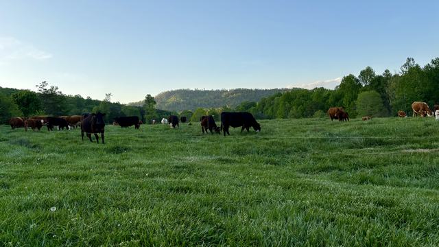 Cattle Grazing on Lush Green Grass in a Pasture Behind a Temporary Fence.