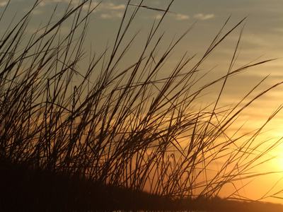 Golden sunset casting warm light across calm water, tall reeds silhouetted along the shore and reflected in the golden surface beneath a streaked, cloud-dappled sky.