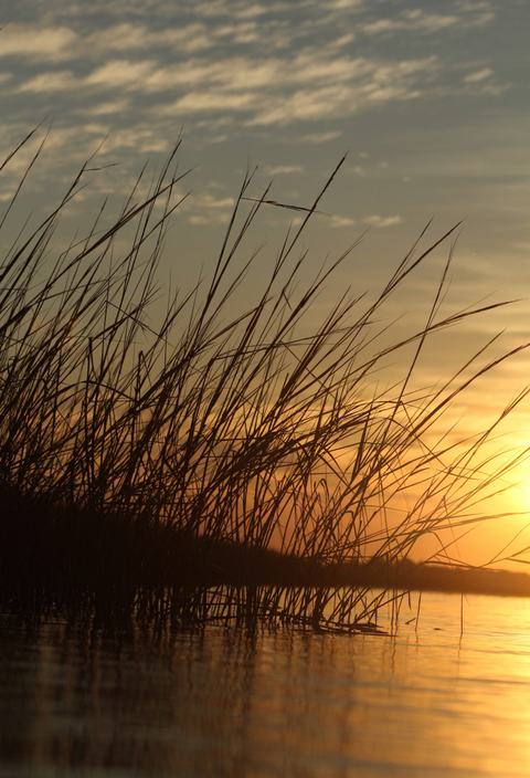 Golden sunset casting warm light across calm water, tall reeds silhouetted along the shore and reflected in the golden surface beneath a streaked, cloud-dappled sky.