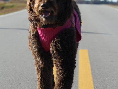A fluffy brown dog wearing a pink sweater walks along the yellow centerline of a quiet country road under a clear blue sky.
