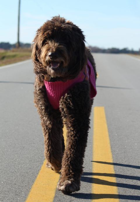 A fluffy brown dog wearing a pink sweater walks along the yellow centerline of a quiet country road under a clear blue sky.