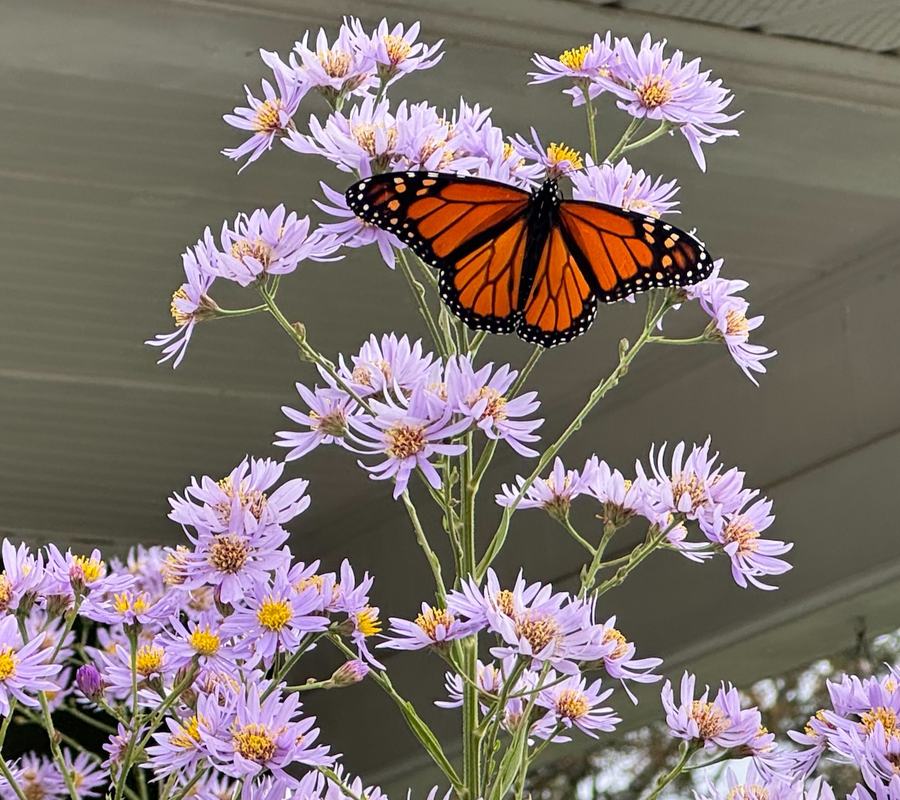 An orange and black butterfly feeding on lavender aster flowers.