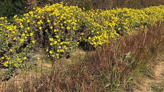 Farm rows containing a yellow-flowering plant and a dried seed plant ready for harvesting.