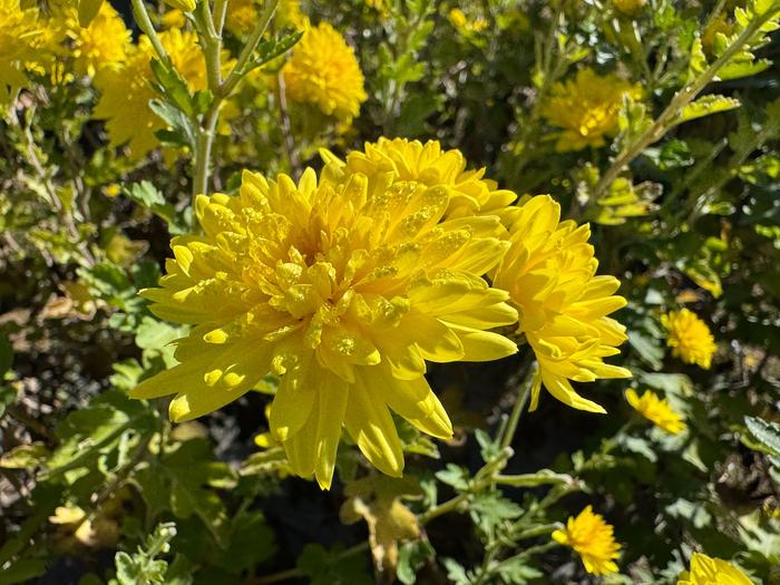 Bright yellow flowers from a Chrysanthemum plant.
