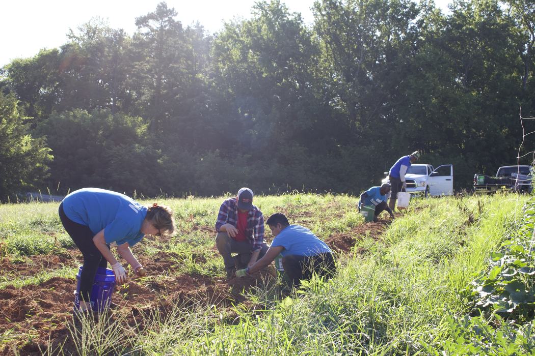 Volunteers harvest potatoes in a field for donation to local food pantries.
