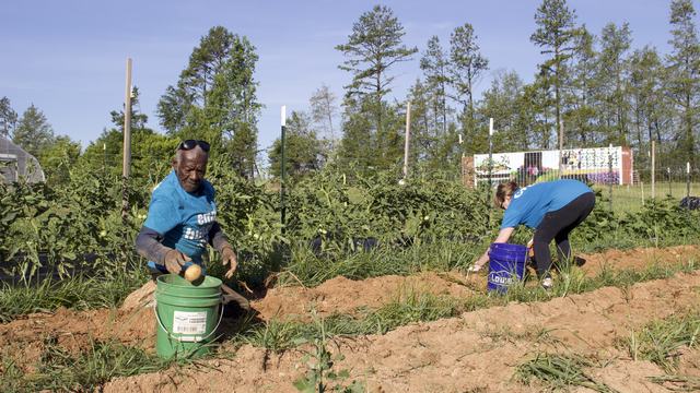 Two volunteers harvest potatoes from a field for donation to local hunger relief organizations.
