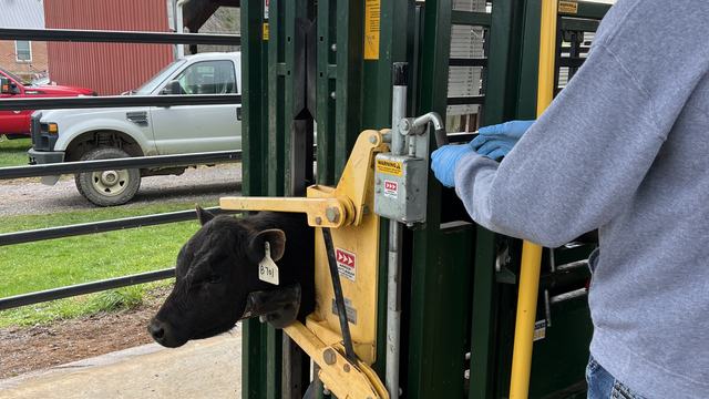 guy working cattle