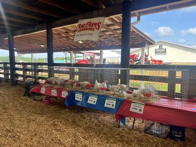 broiler show