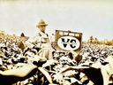 Farmer James Cummings stands in his tobacco field holding a fertilizer sign on his Mount Pisgah Church Road farm in North Chatham, North Carolina, during the 1920s. This archival image documents early 20th-century agricultural practices, local cash crop p