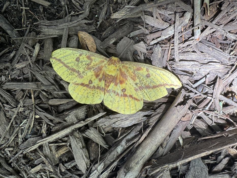 Imperial moth on mulch.