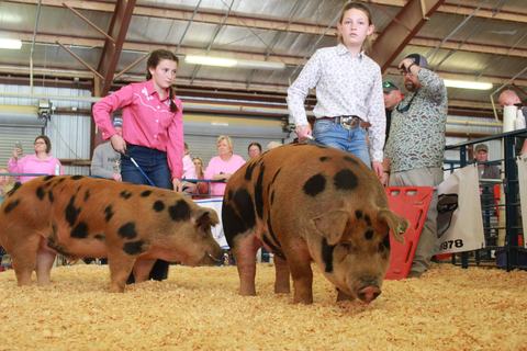 Our Junior 4-H members showing their hogs at the 2026 livestock show