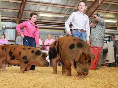Our Junior 4-H members showing their hogs at the 2026 livestock show