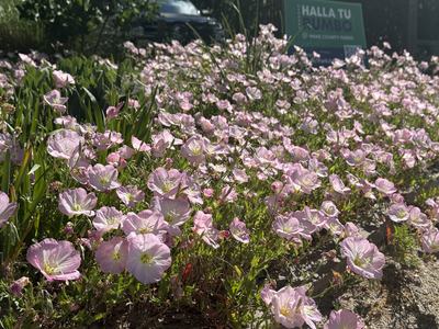 Plot of blooming Oenothera speciosa (Pinkladies) in April, 2026