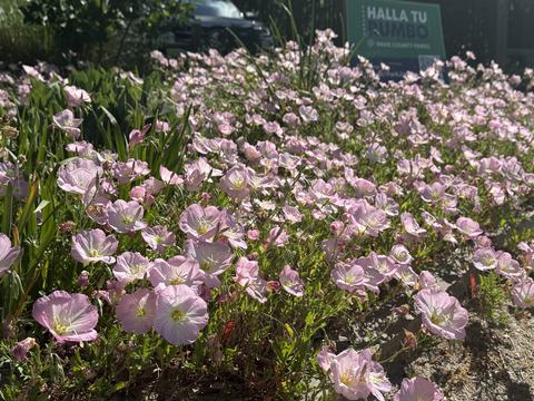 Plot of blooming Oenothera speciosa (Pinkladies/Evening Primrose) in April, 2026