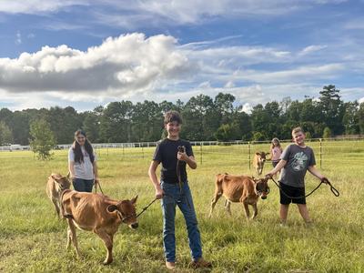 4-H kids with their dairy heifers preparing for the project.