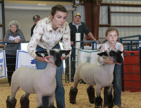 Two 4-H members showing their lambs in the 2026 show