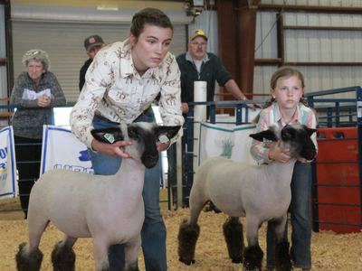 Two 4-H members showing their lambs in the 2026 show