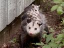 This mama Virginia opossum stopped by to show off her babies.
