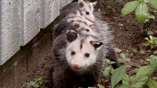 This mama Virginia opossum stopped by to show off her babies.