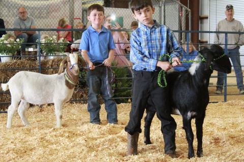 Our cloverbud (5-7 year old) 4-H members showing their goats at the 2026 livestock show
