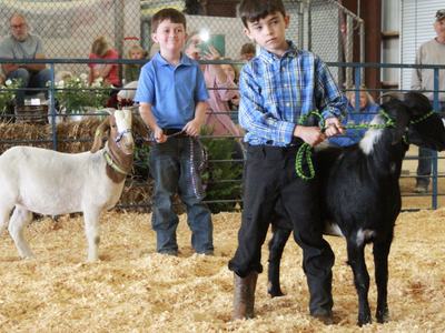 Our cloverbud (5-7 year old) 4-H members showing their goats at the 2026 livestock show