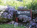 A sign that reads, 'WaterWise Gardening, Wake County Master Gardeners, North Carolina Cooperative Extension' surrounded by a large New England Aster.