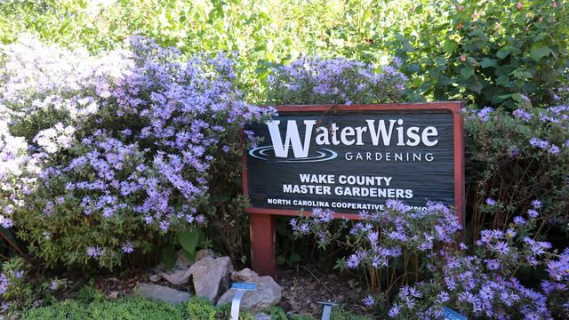 A sign that reads, 'WaterWise Gardening, Wake County Master Gardeners, North Carolina Cooperative Extension' surrounded by a large New England Aster.