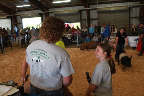 Our Senior and Junior Hog Showman judging our alumni class of market hogs at the 2026 livestock show